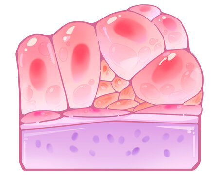 Late luteal phase breast, illustration