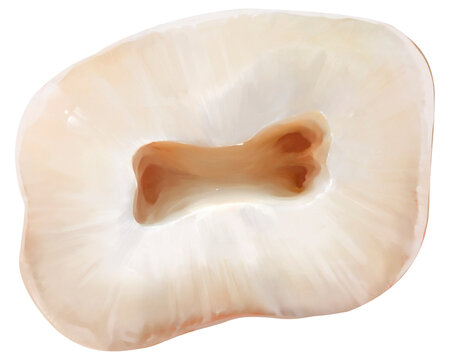 Upper first molar pulp floor narrow concave, illustration