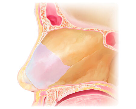 Nasal keystone area, illustration