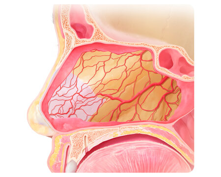 Kiesselbach plexus arteries, illustration
