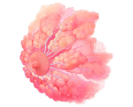 Nipple-areola complex and milk ducts, illustration