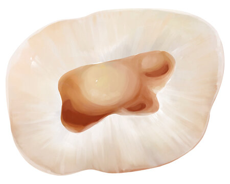 Maxillary first molar pulp floor broad convex, illustration
