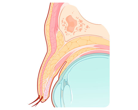 Upper eyelid anatomy, illustration