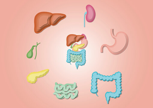 Digestive system, illustration