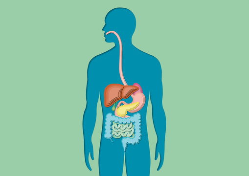 Digestive system, illustration