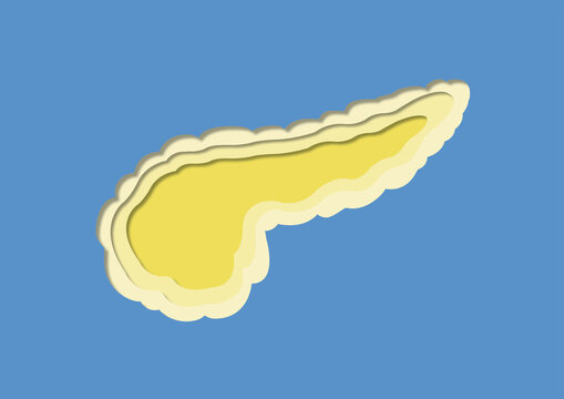 Pancreas, illustration