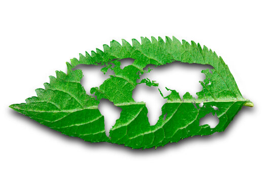 Global map on a leaf, composite image