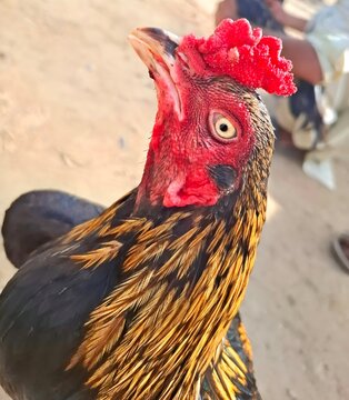 Close up portrait of a colorful rooster head with bright red comb