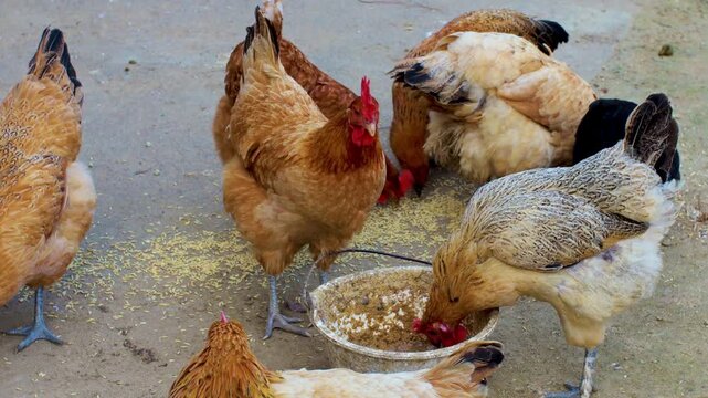 Free-range chickens pecking grain in a farmyard