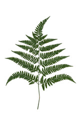 Green fern leaf isolated on white background. © zhikun sun