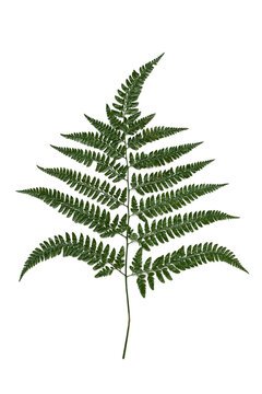 Green fern leaf isolated on white background.