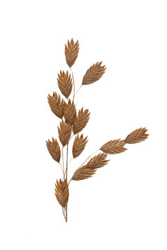 dried ornamental grass stem isolated on white background
