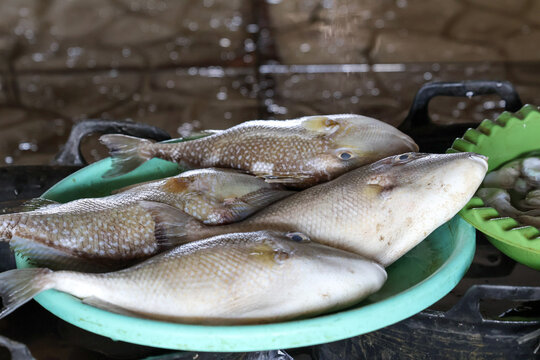Fresh triggerfish placed in a green plastic basin at a local fish auction market in Jepara, Indonesia, displaying raw marine seafood and vibrant coastal commercial activity in close-up detail.