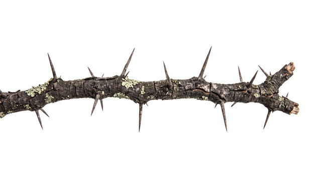 Thorny Branch with Sharp Spikes Isolated Element Cutout PNG for Design and Nature Decoration