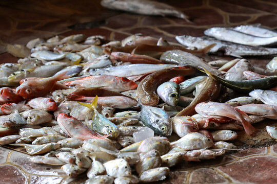 Fresh variety of marine fish on display at a traditional auction market in Jepara, Central Java, Indonesia, showcasing local seafood trade, commercial fishing, and vibrant daily coastal market life.