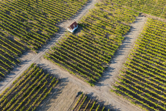 Aerial view of grape Vines in a vineyard at tojaj, Hungary
