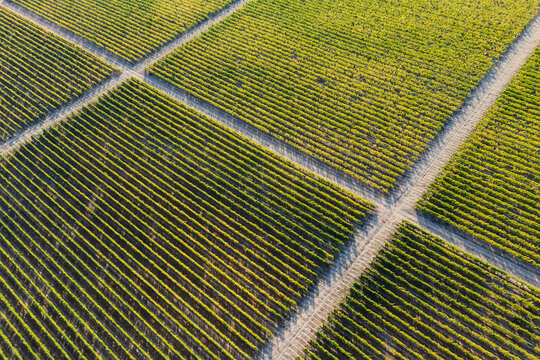 Aerial view of grape Vines in vineyard at tojaj, Hungary