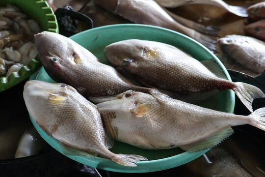 Fresh triggerfish placed in a green plastic basin at a local fish auction market in Jepara, Indonesia, displaying raw marine seafood and vibrant coastal commercial activity in close-up detail.