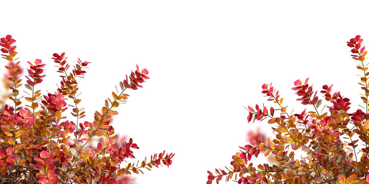 Red autumn bush branches framing bottom corners isolated on transparent background