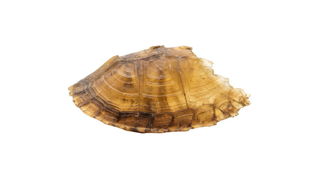 Ancient fossilized turtle shell fragment on transparent background.