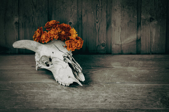 Pagan Samhain atmospheric ritual concept with horned goats skull and a wreath made of marigolds (tagetes)on dark rustic wooden background