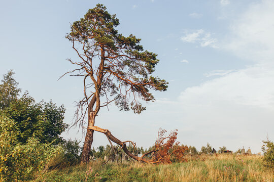 Alone broken pine tree standing in field against cloudy sky. Loss, damage, aftermath of storm, sadness, isolation, cycle of life and death.