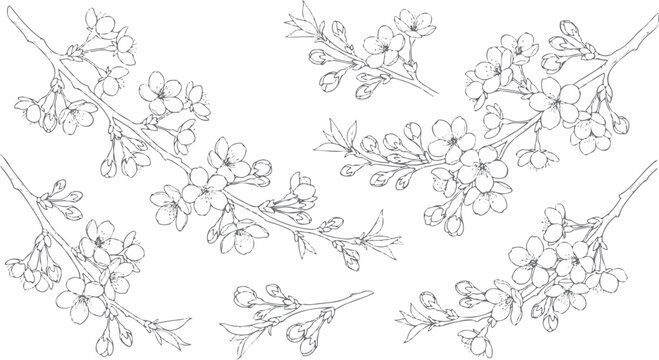 Black and white botanical vector illustration of cherry blossom branches with flowers and buds