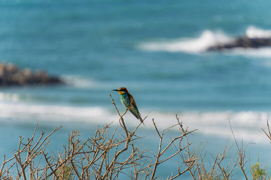 Profile of a European Bee-Eater Above the Sea