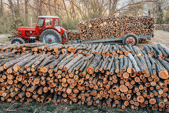 Tractor with trailer transporting cut timber logs for fuel, stacked in rural forest environment, preparing for winter