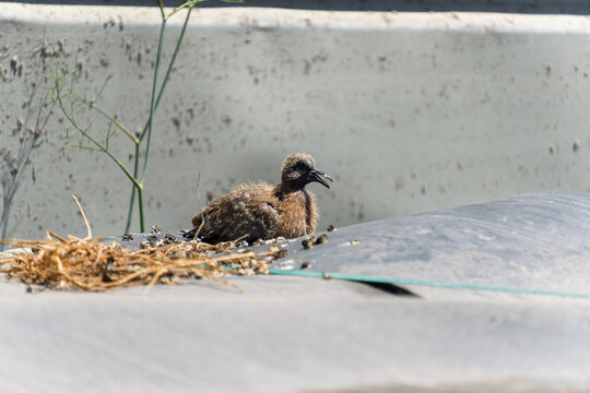 Fluffy Dove Chick Sitting on a Ledge