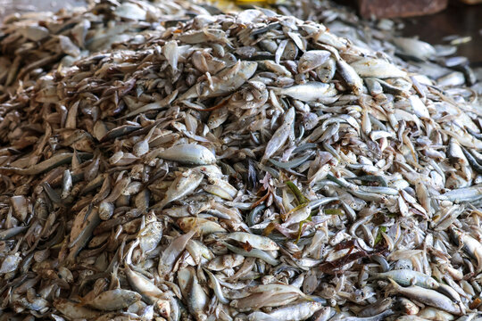 A pile of small fresh fish displayed at a traditional fish auction market in Jepara, Indonesia, ready for wholesale trade and local distribution.