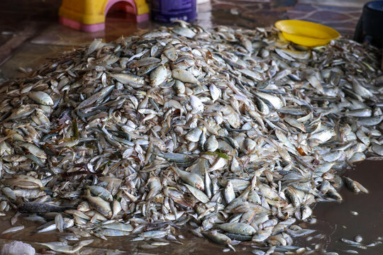 A pile of small fresh fish displayed at a traditional fish auction market in Jepara, Indonesia, ready for wholesale trade and local distribution.