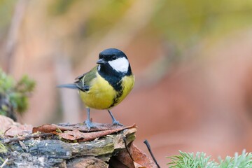 A great tit sits on a tree stump. A beautiful great tit in the nature habitat. Parus major. Autumn scene with a colorful titmouse.  © Monikasurzin