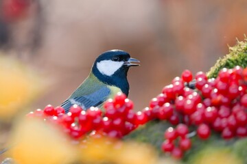 A beautiful great tit in the nature habitat. Parus major. Autumn scene with a colorful titmouse.  © Monikasurzin