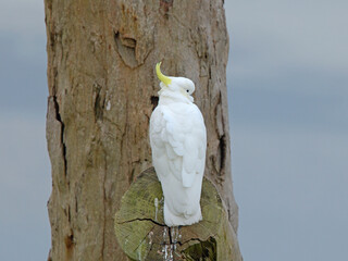 Sulphur-crested Cockatoo Perched on Tree Trunk Looking Over Shoulder © blueringmedia