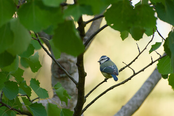 Blue tit perched on a thin branch among dense green leaves against a softly blurred background. © in_colors
