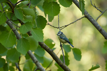 Fototapeta premium Blue tit perched on a slender branch among broad green leaves, surrounded by tree branches