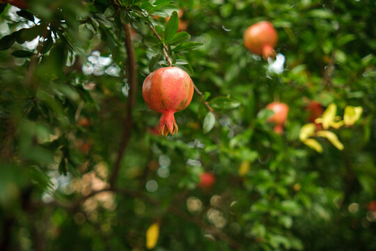 A ripe pomegranate hangs prominently from a branch, surrounded by glossy green leaves and softly blurred red fruits in a dense orchard