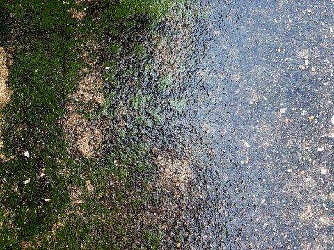 Top view of wet concrete ground texture covered with green moss and algae background