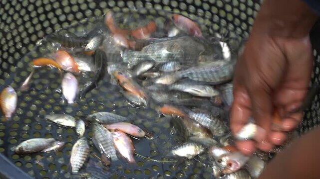 Grading and Sorting Red and Black Tilapia Fish for Aquaculture Production and Sustainable Fish Farming