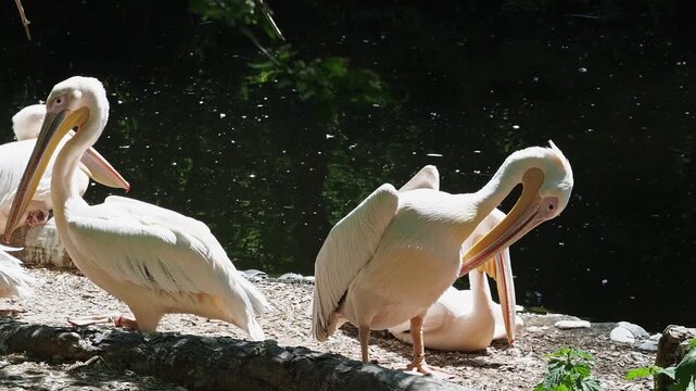 The Great White Pelican, Pelecanus onocrotalus also known as the rosy pelican is a bird in the pelican family.