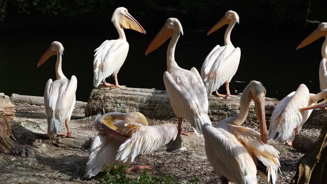 The Great White Pelican, Pelecanus onocrotalus also known as the rosy pelican is a bird in the pelican family.