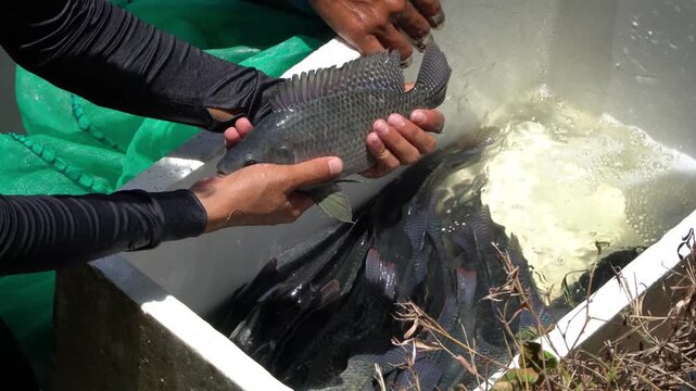 Aquaculture Worker Examining Tilapia Fish for Sex Identification and Farm Management