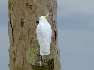 Sulphur-Crested Cockatoo Perched on a Tree Trunk © blueringmedia