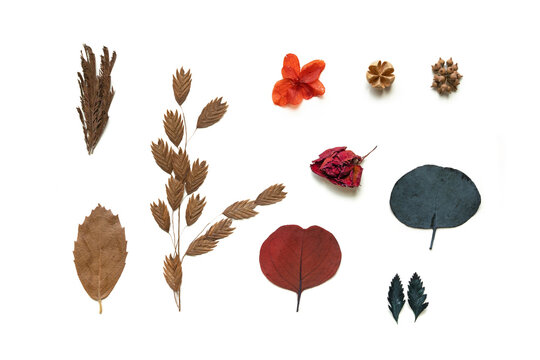 Dried Botanical Elements Set isolated on white background
