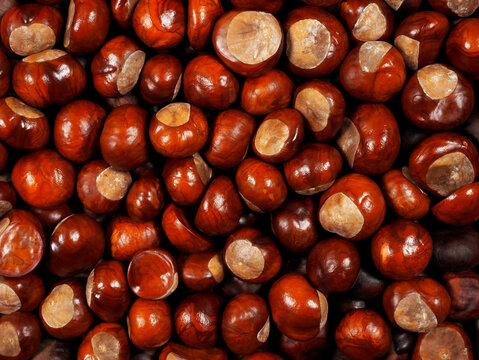 Horse chestnuts background