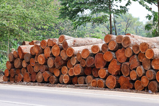 A large stack of freshly cut teak wood logs stacked beside a rural road, displaying raw circular cross-sections, natural tree rings, and rough bark, ideal for timber and forestry concepts.