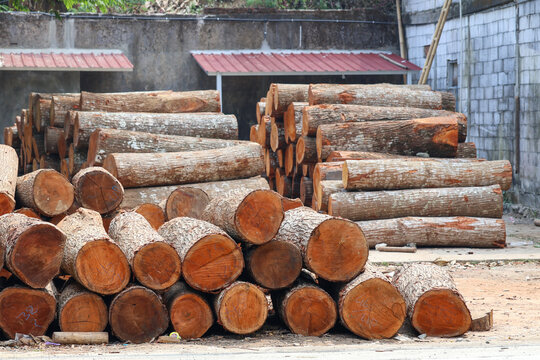 A large stack of freshly cut teak wood logs stacked beside a rural road, displaying raw circular cross-sections, natural tree rings, and rough bark, ideal for timber and forestry concepts.