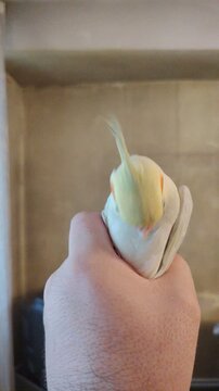 Domestic cockatiel parrot resting in human hands indoors
