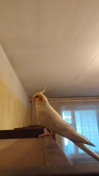 Cute yellow and white cockatiel parrot with orange cheeks sitting on a wooden surface indoors